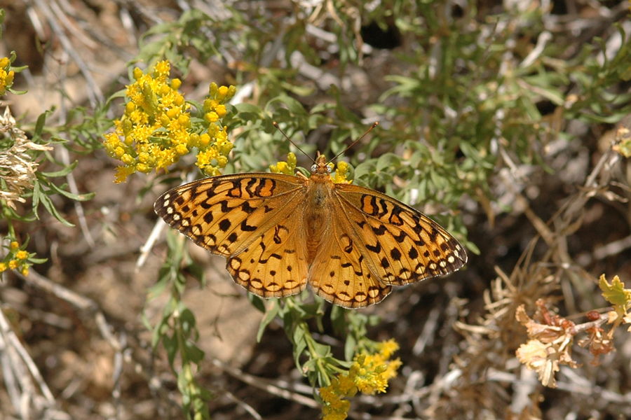 Speyeria coronis hennei - 'Henne's' Coronis Fritillary