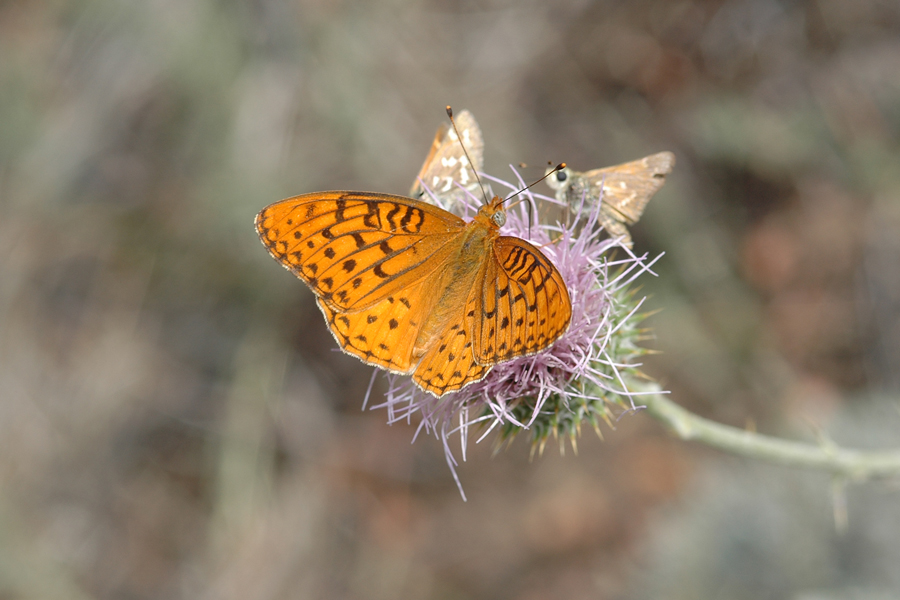 Speyeria coronis semiramis - 'Semiramis' Coronis Fritillary