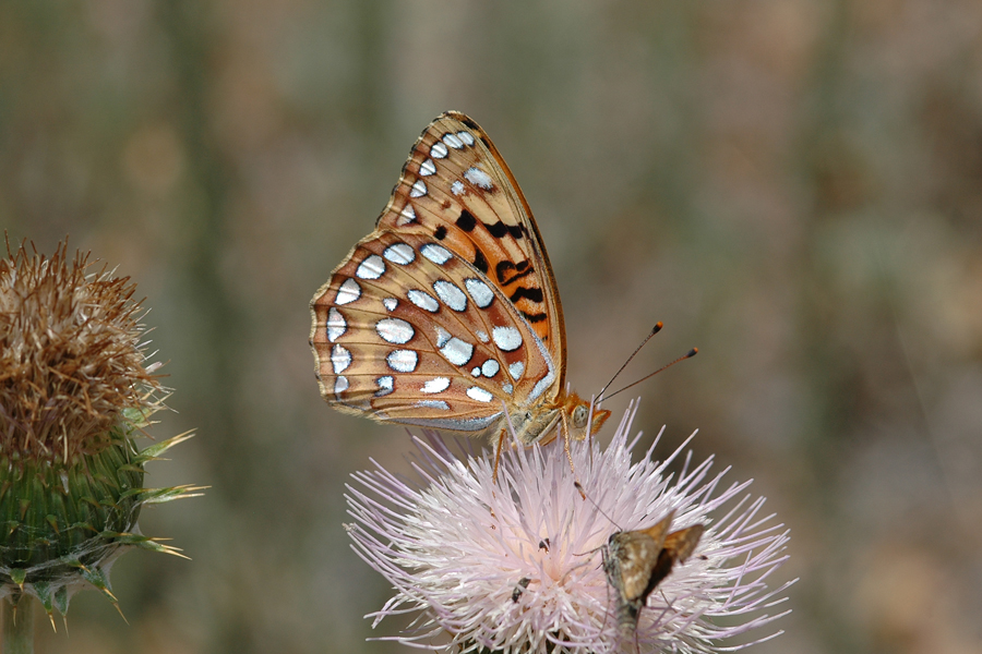 Speyeria coronis semiramis - 'Semiramis' Coronis Fritillary