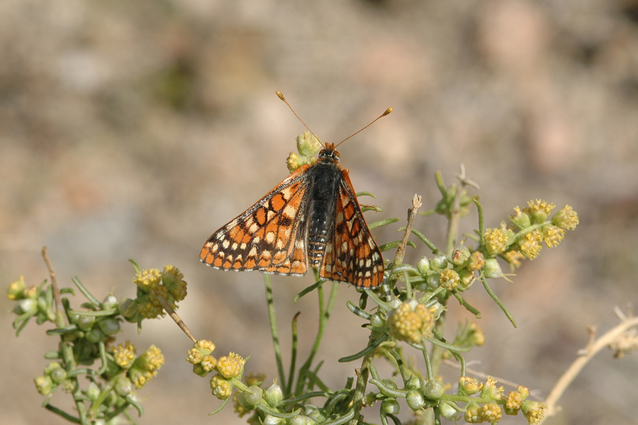 Euphydryas chalcedona corralensis - Rock Corral Checkerspot