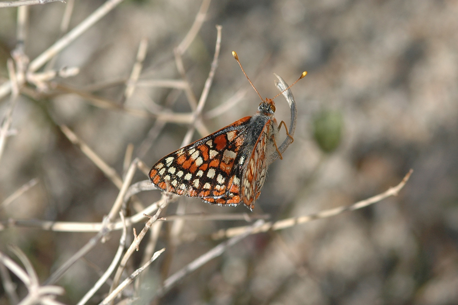 Euphydryas chalcedona corralensis - Rock Corral Checkerspot