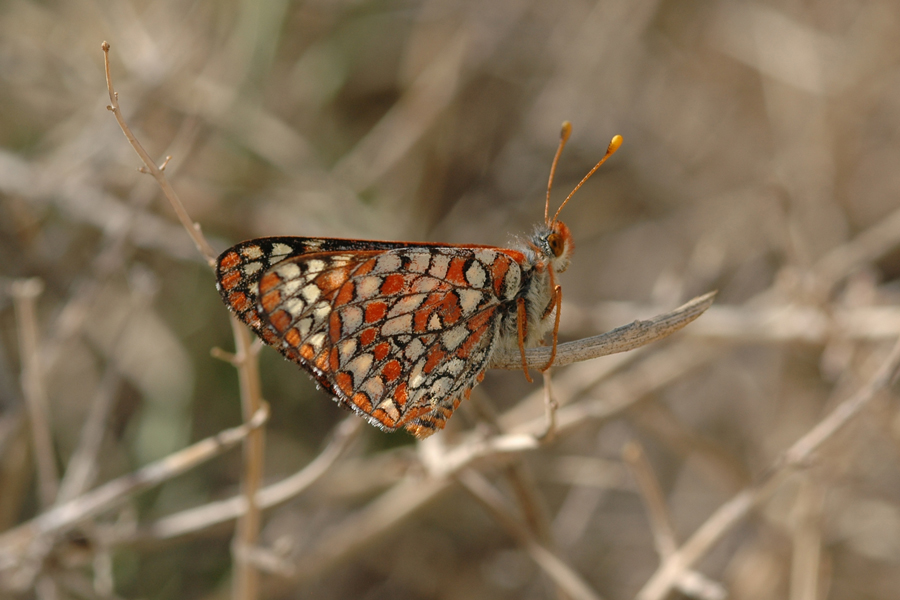 Euphydryas chalcedona corralensis - Rock Corral Checkerspot