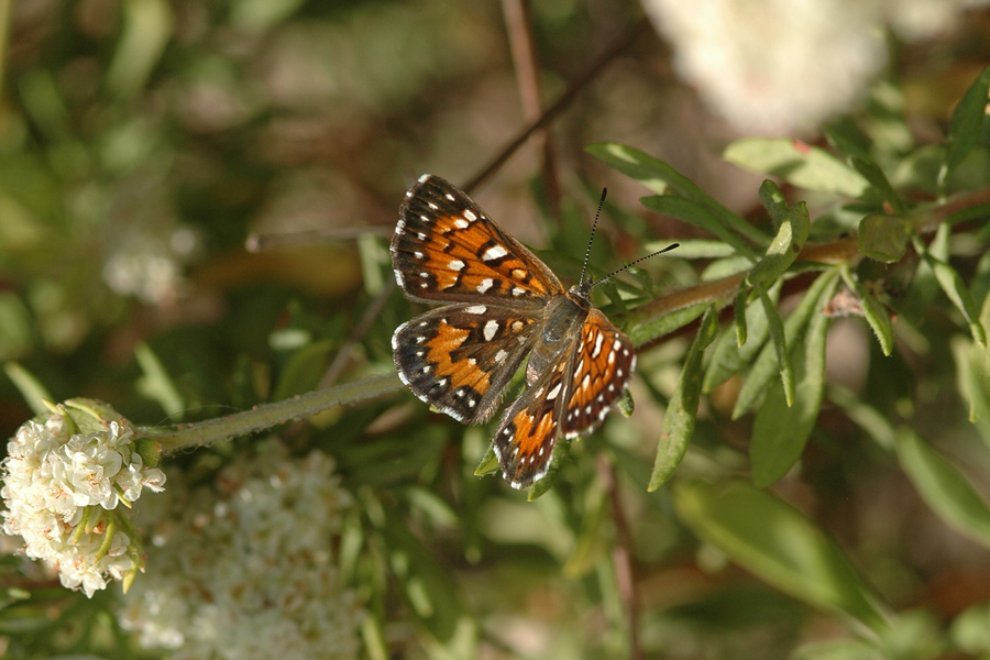 Apodemia mormo cythera - Cythera Mormon Metalmark