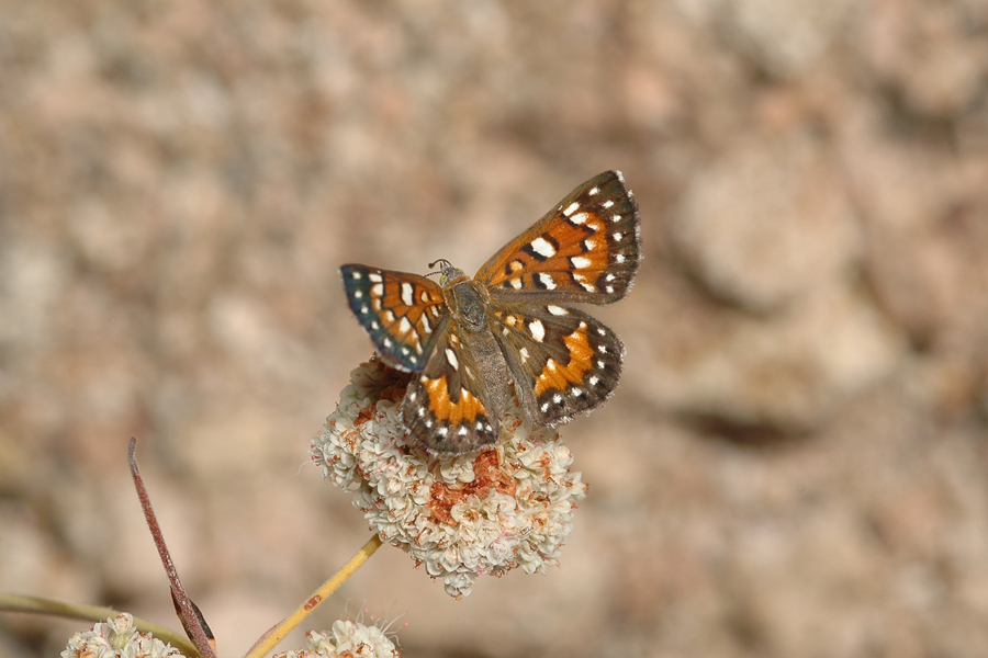Apodemia mormo cythera - Cythera Mormon Metalmark