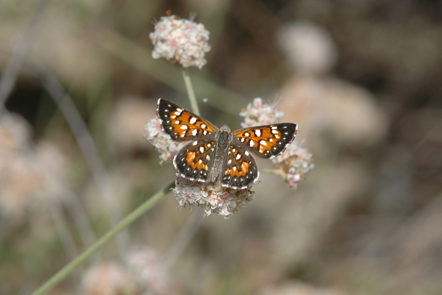 Apodemia mormo cythera - Cythera Mormon Metalmark