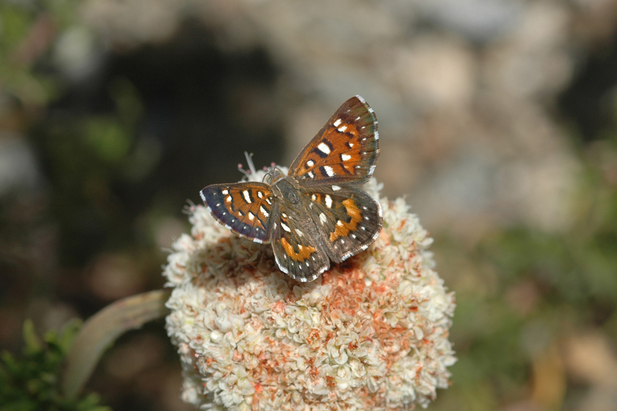 Apodemia mormo cythera - Cythera Mormon Metalmark