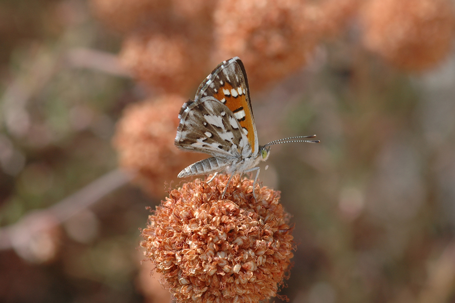 Apodemia mormo cythera - Cythera Mormon Metalmark