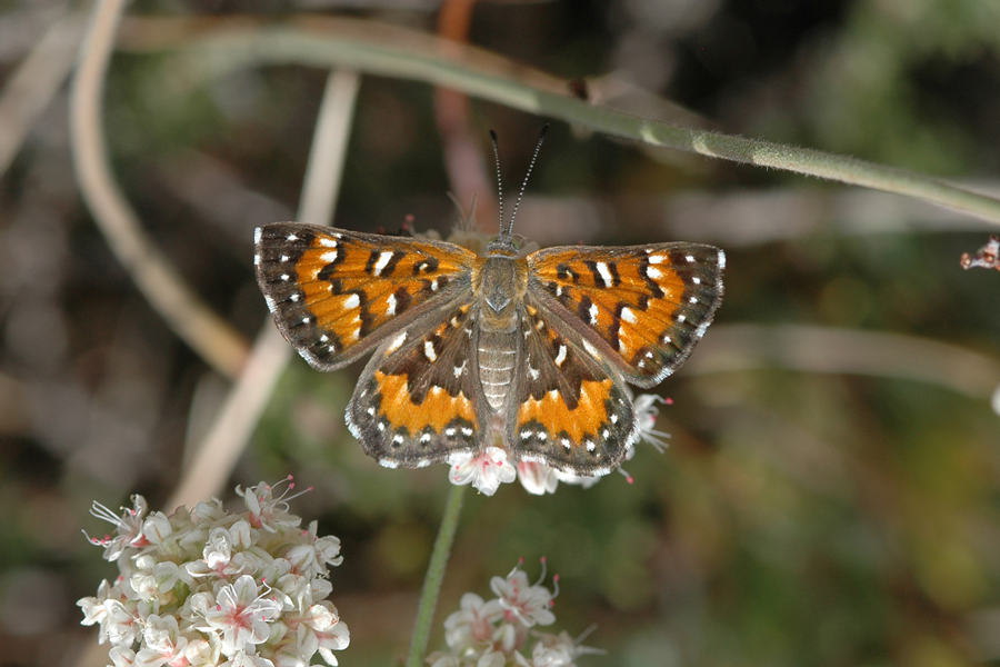 Apodemia mormo cythera - Cythera Mormon Metalmark