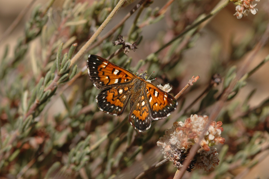 Apodemia mormo cythera from Mojave River Forks