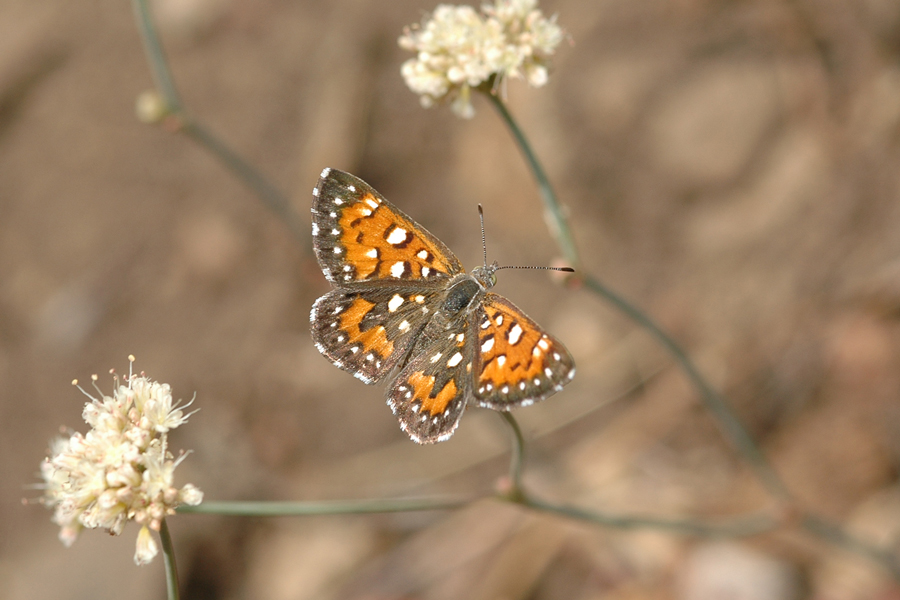 Apodemia mormo cythera - Cythera Mormon Metalmark from Mt Pinos