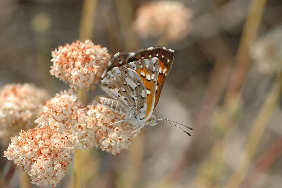 Apodemia mormo cythera - Cythera Mormon Metalmark