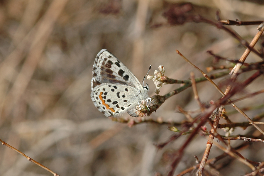 Euphilotes dammersi dammersi - Dammers' Dotted Blue