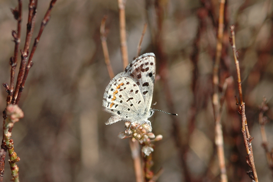 Euphilotes enoptes dammersi - Dammers' Dotted Blue