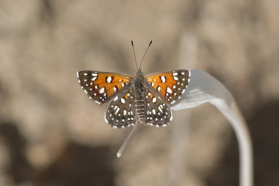 Apodemia mejicanus deserti - Desert Metalmark