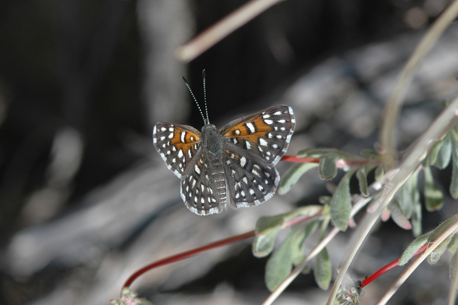 Apodemia mejicanus deserti - Desert Metalmark