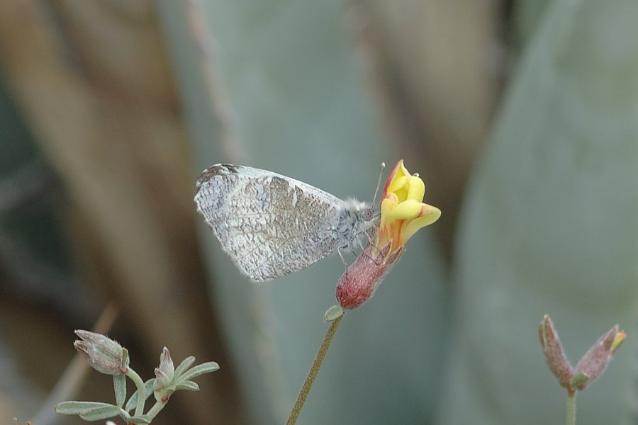 Anthocharis lanceolata desertolimbus - Desert Edge Gray Marble