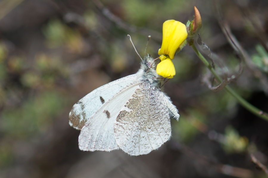 Anthocharis lanceolata desertolimbus - Desert Edge Gray Marble
