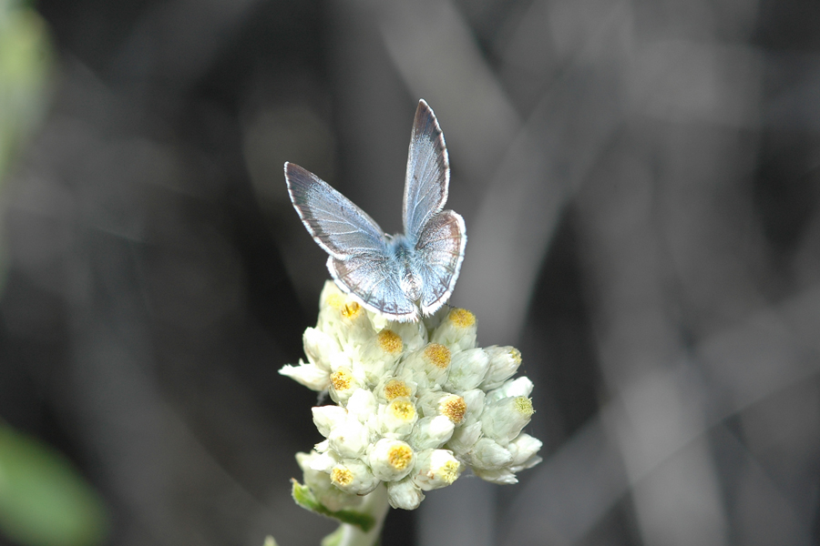 Celastrina echo echo - Echo Blue