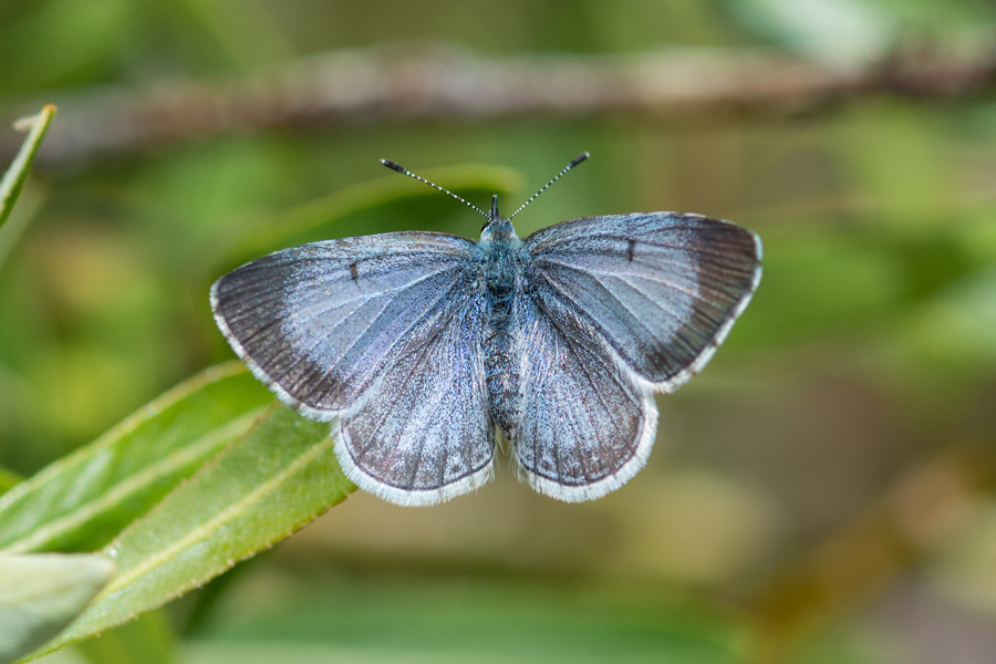 Celastrina echo echo - Echo Blue