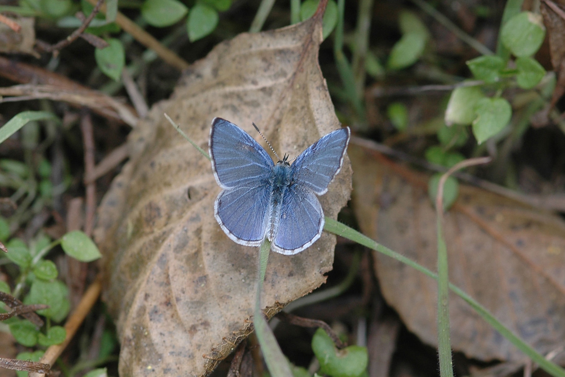 Celastrina echo echo - Echo Blue