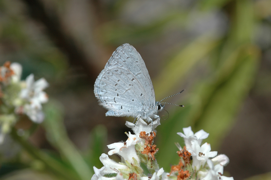 Celastrina echo echo - Echo Blue