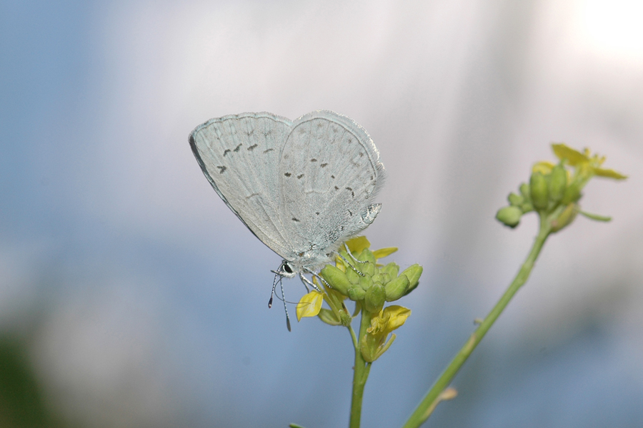 Celastrina echo echo - Echo Blue