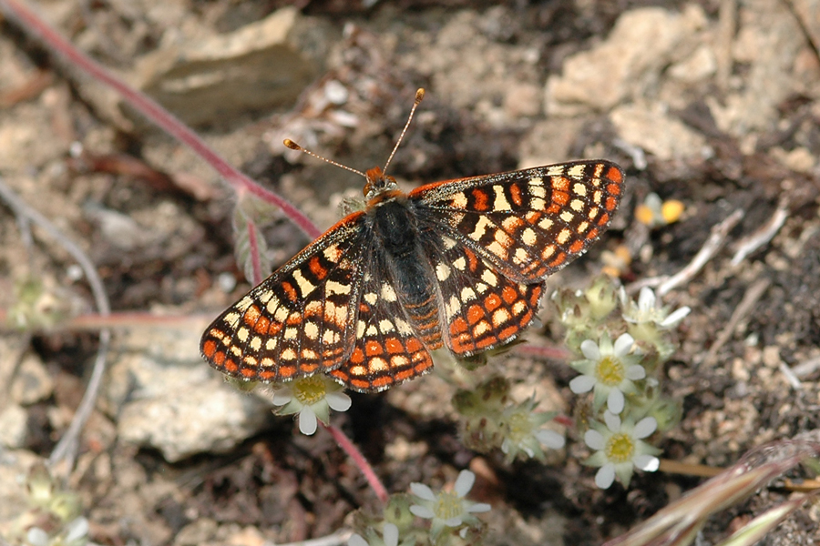 Euphydryas editha augustina - 'August' Edith's Checkerspot