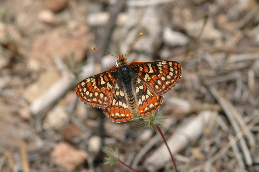 Euphydryas editha augustina - 'August' Edith's Checkerspot