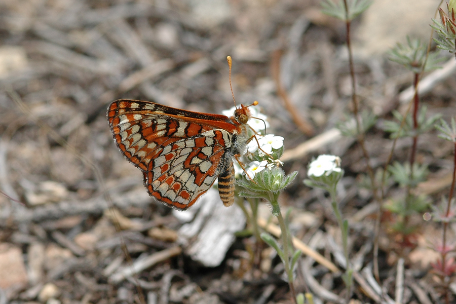 Euphydryas editha augustina - 'August' Edith's Checkerspot