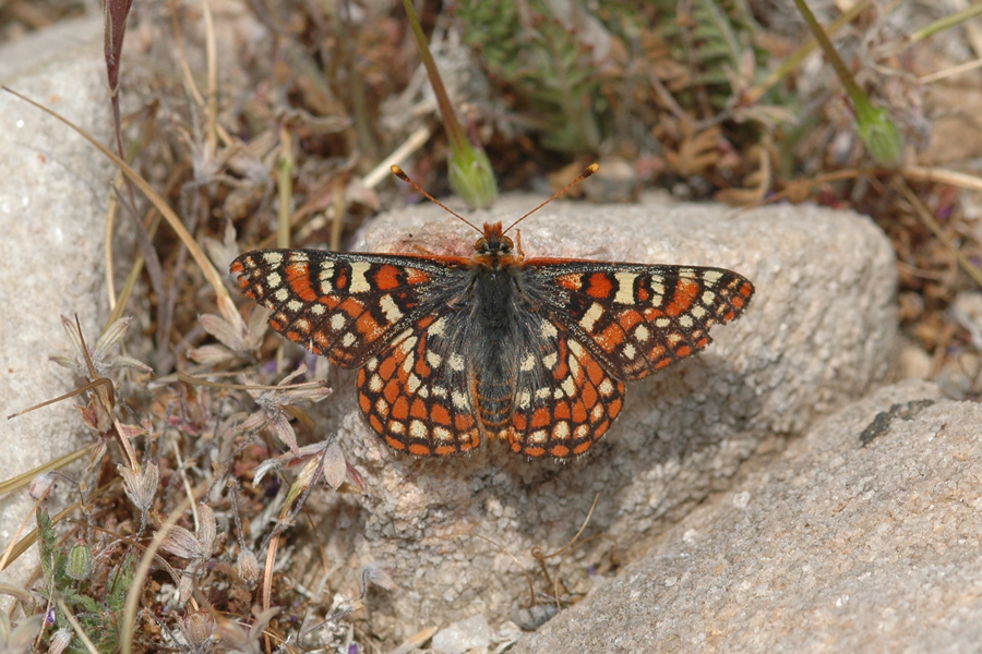 Ehrlich's Checkerspot - Euphydryas editha ehrlichi