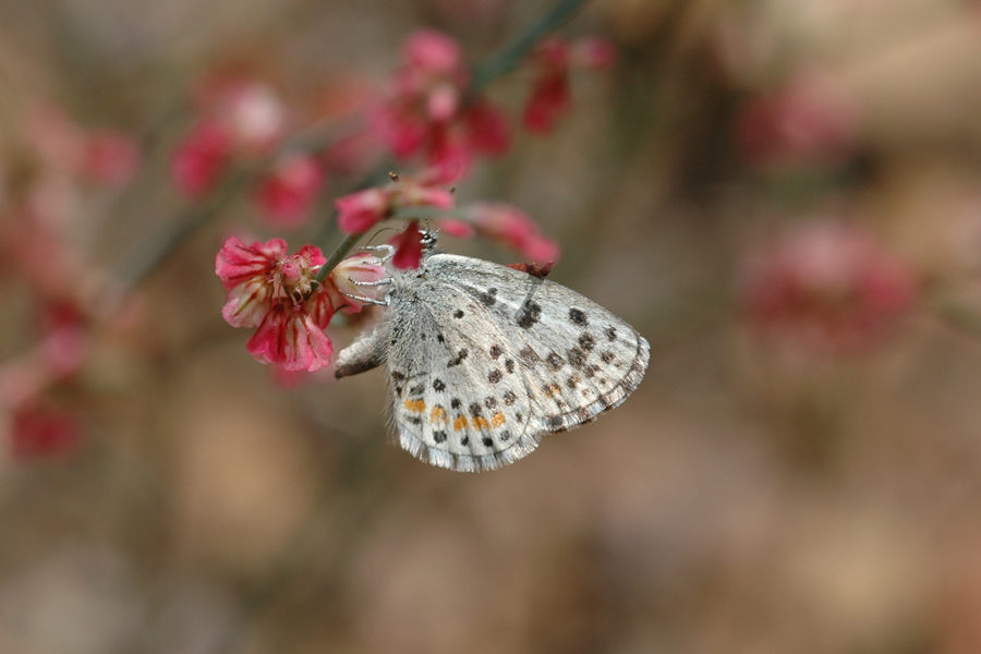 Euphilotes enoptes nr dammersi - Baldwin Lake Blue