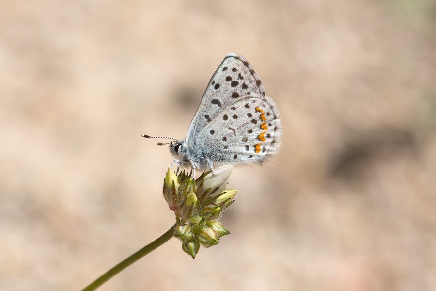 Euphilotes enoptes enoptes - Dotted Blue