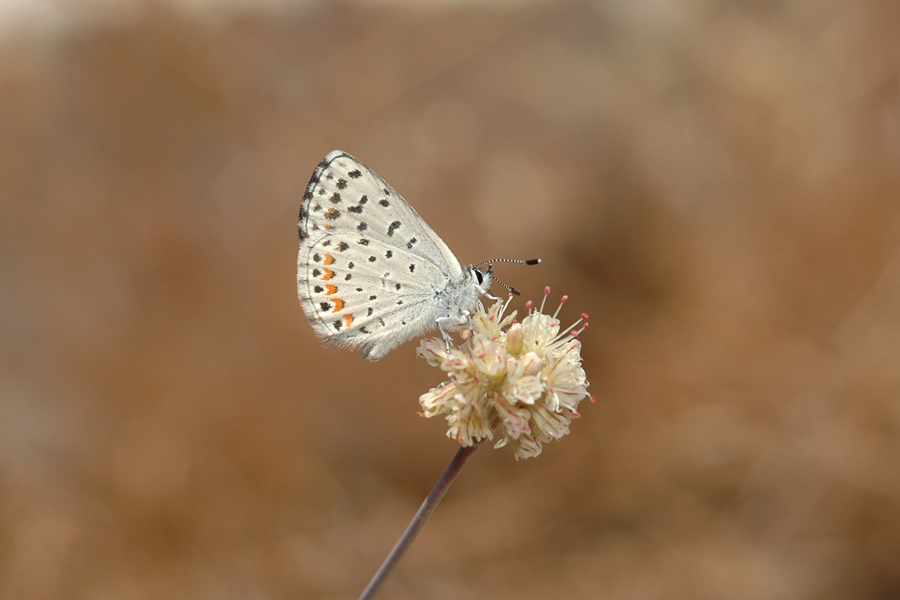 Euphilotes enoptes tildeni - 'Tilden's' Dotted Blue