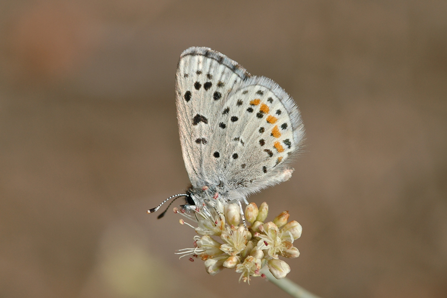 Euphilotes enoptes tildeni - 'Tilden's' Dotted Blue