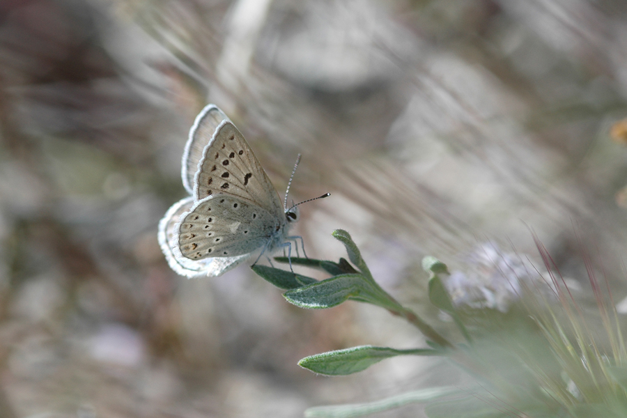 Plebejus icarioides eosierra - 'Eastern Sierra' Boisduval's Blue
