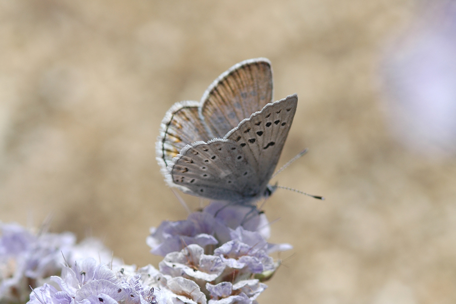 Plebejus icarioides eosierra - 'Eastern Sierra' Boisduval's Blue