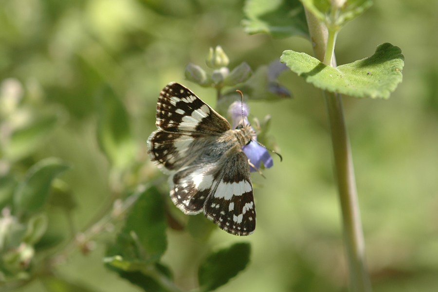 Erichson's Skipper - Heliopyrgus domicella