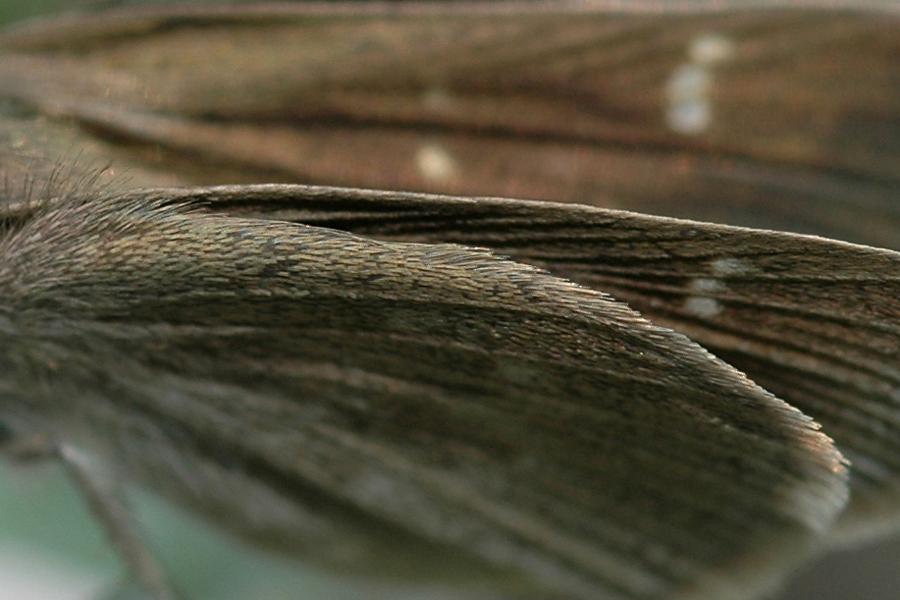 Lerodea eufala - Eufala Skipper