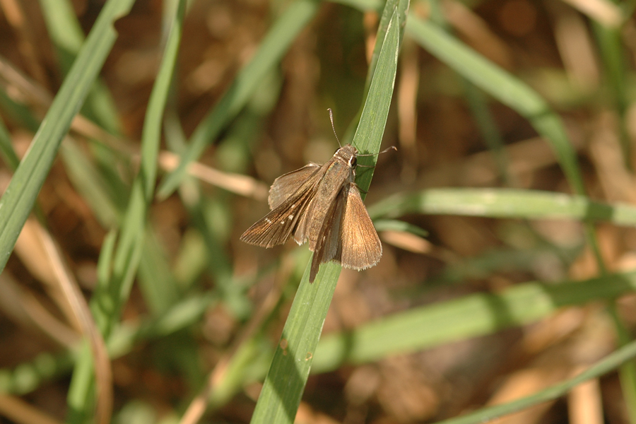 Lerodea eufala - Eufala Skipper