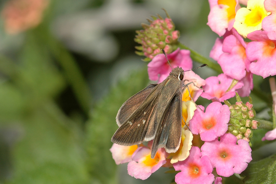 Lerodea eufala - Eufala Skipper