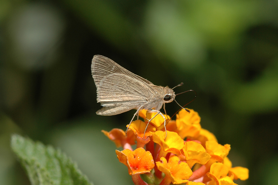 Lerodea eufala - Eufala Skipper