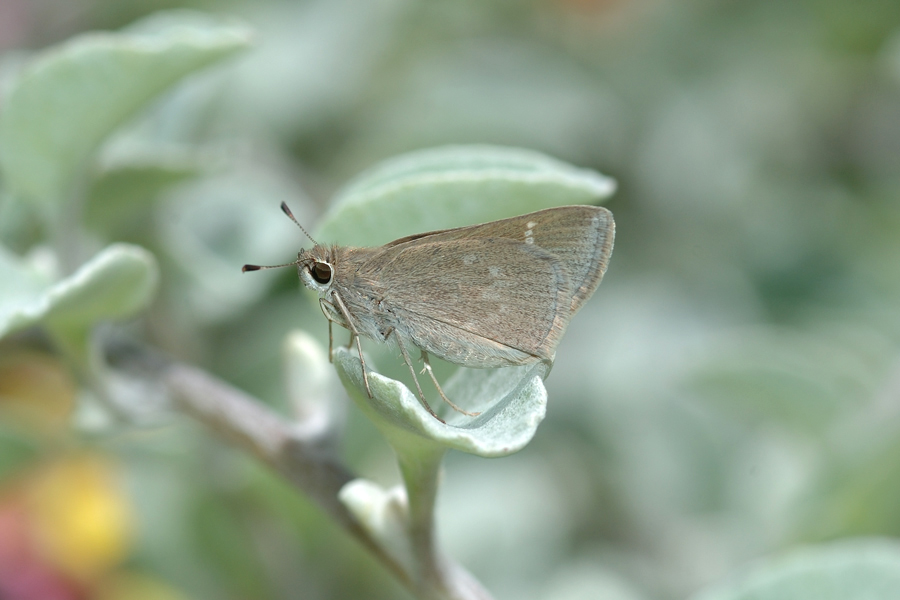 Lerodea eufala - Eufala Skipper