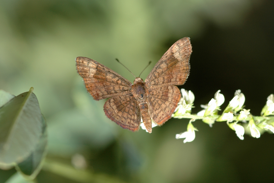 Calephelis nemesis - Fatal Metalmark