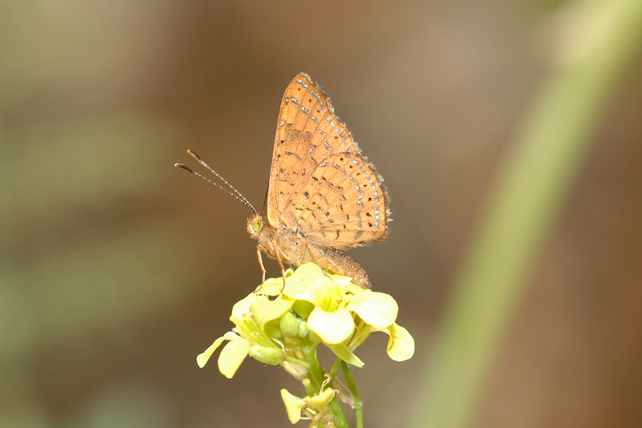Calephelis nemesis - Fatal Metalmark
