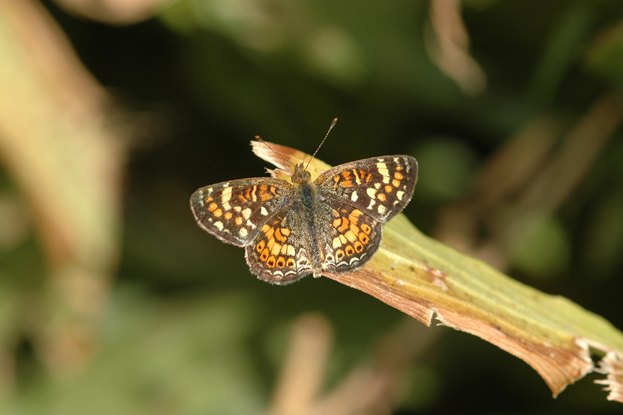 Phyciodes pulchellus pulchellus - Field Crescent