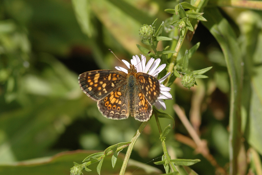 Phyciodes pulchellus pulchellus - Field Crescent