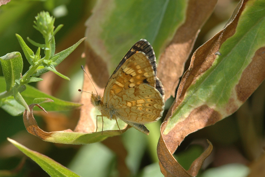 Phyciodes pulchellus pulchellus - Field Crescent