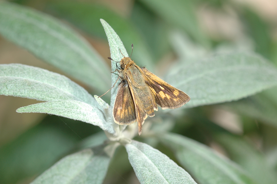 Hylephila phyleus phyleus - Fiery Skipper
