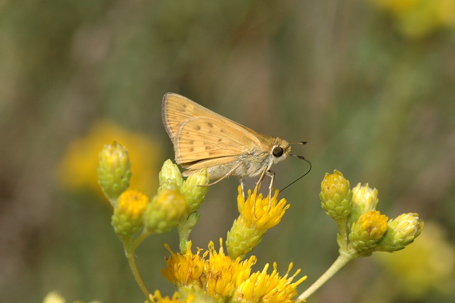 Hylephila phyleus phyleus - Fiery Skipper