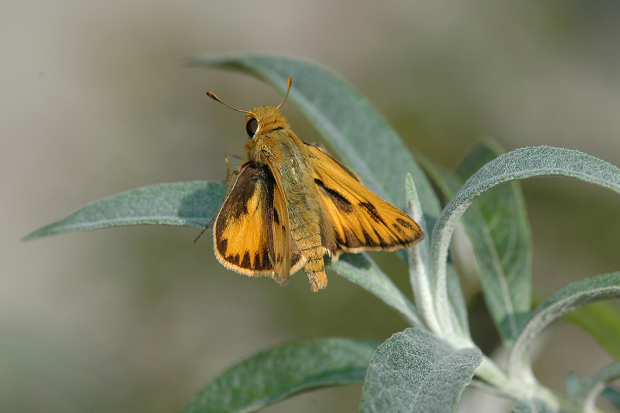 Hylephila phyleus phyleus - Fiery Skipper